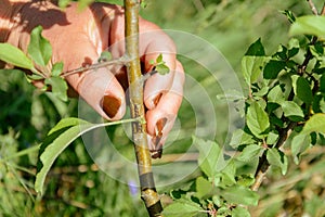 The man has spent the summer spawning of the fruit tree