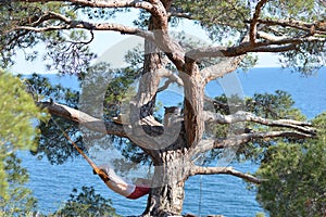 Man in hat in a hammock on pine tree in Crimea a s