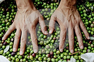 Man heaping freshly collected olives in Spain