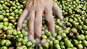 Man heaps freshly collected olives