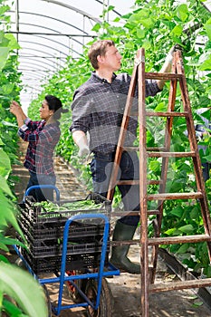 Man helps woman to harvest crop of ripe beans