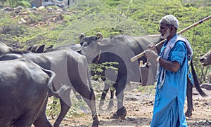 Man with herd of buffaloes