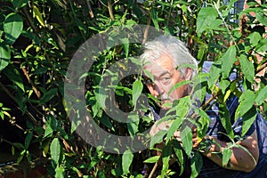 Man hiding in the bushes or voyeur.