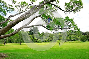 A man high up in a tree at a New Zealand park.