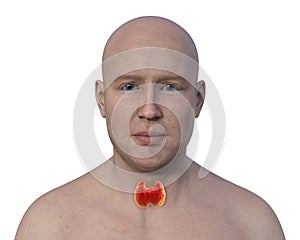 A man with highlighted thyroid gland, 3D illustration