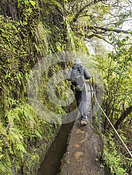 Man hiker with backpack walking along levada, water irrigation channel with dense tropical forest plants and vegetation