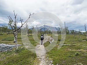 Man hiker with backpack walking at footpath in Lapland landscape with snow capped mountain, birch tree and green bush at