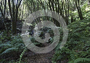 Man hiker at path Cubo de la galga nature park hiking trail in beautiful mysterious Laurel forest, laurisilva lush photo