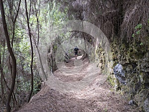 Man hiker at path at mysterious Laurel forest Laurisilva, lush subtropical rainforest at hiking trail Los Tilos, La photo