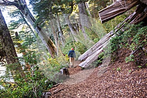 Hike in the forest