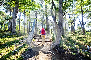 Hike in the forest