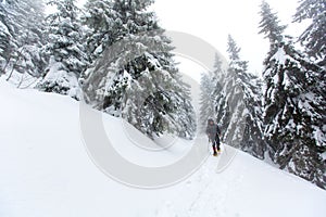 Man is hiking in winter forest on cloudy day