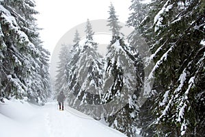 Man is hiking in winter forest on cloudy day