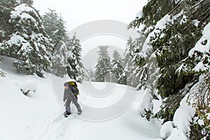 Man is hiking in winter forest on cloudy day