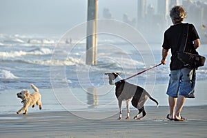 A Man and his Dog Spending Time Together on Beach