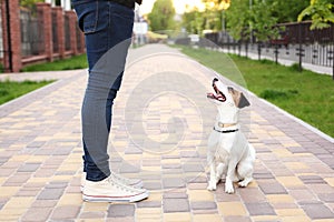 A man and his dog are walking in the park. Sports with pets. Fitness animals. The owner and Jack Russell are walking down the stre