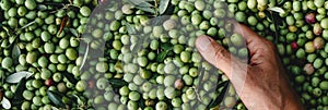 man with his hand in a bunch of olives