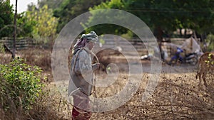 A man with his head covered walks alongside cows