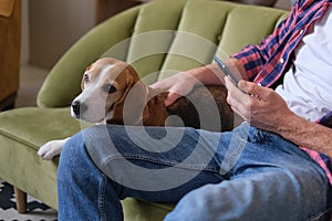 Man and his loyal Beagle spending a lazy afternoon on the sofa: browsing social media and petting his furry companion