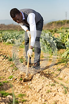 Man hoeing between onion plants