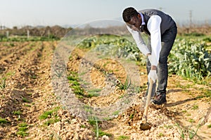 Man hoeing soil on onion rows