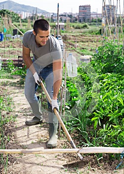 Man hoeing soil on vegetable rows at garden