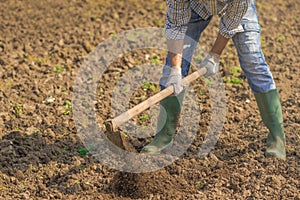 Man hoeing vegetable garden soil