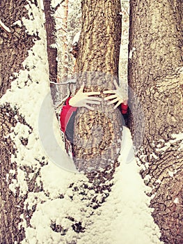 Man hold tree trunk with the frozen bark covered with sticky snow