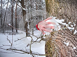 Man hold tree trunk with the frozen bark covered with sticky snow