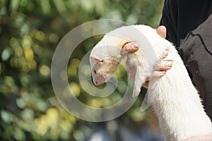 Man holding an albino ferret outdoors