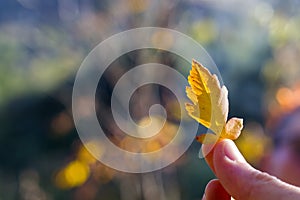 Man holding an autumn leaf against a blurred background with copyspace
