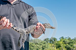 Man holding baby alligator in Louisiana bayou