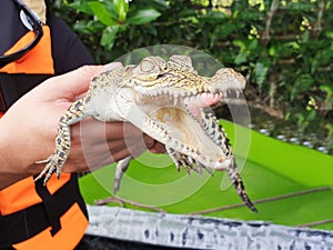 Man holding baby crocodile in his hands at mangrove, Bentota River, Sri Lanka