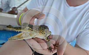 Man is holding baby crocodile in Sri Lanka.