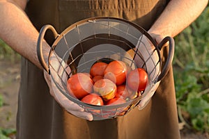 Man holding basket with ripe tomatoes in garden, closeup