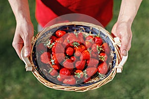 Man holding a basket with strawberries in his hands, green grass background