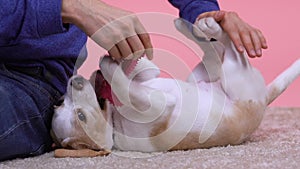 Man holding bone toy playing with dog, stroking stomach, enjoying family pet