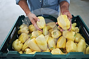 Man holding box of ripe yellow peppers