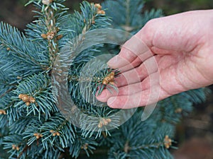 A man holding the branch of an abies lasiocarpa compacta