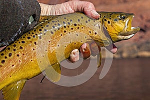 Man Holding Brown Trout Caught & Released Fly Fishing Lees Ferry, AZ