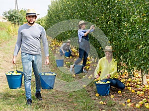 Man holding bucket with bruised apples