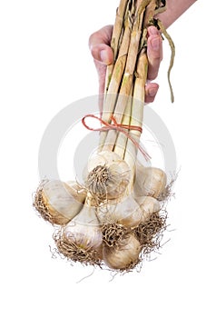 Man Holding a Bunch of Fresh Garlic Bulbs  1