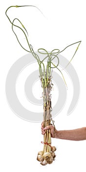 Man Holding a Bunch of Fresh Garlic Bulbs #2
