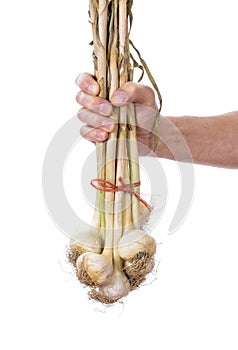 Man Holding a Bunch of Fresh Garlic Bulbs  3