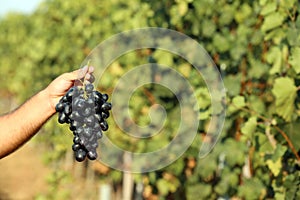 Man holding bunch of fresh ripe juicy grape