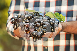 Man holding bunch of fresh ripe juicy grapes