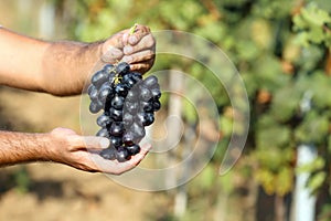 Man holding bunch of fresh ripe juicy grapes