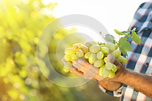 Man holding bunch of fresh ripe juicy grapes in vineyard