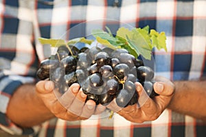 Man holding bunch of fresh ripe juicy grapes in vineyard