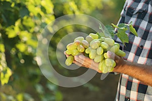 Man holding bunch of fresh ripe juicy grapes in vineyard